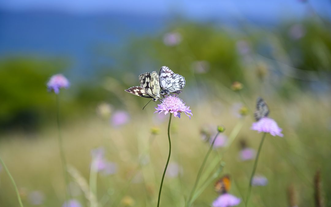 El poder de la Luna Nueva